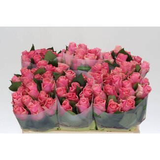 Freshy Grootbloemige Roos “Light Pink Tacazzi” | Kleur: Roze | Lengte ± 50 centimeter | Per 20 verse bloemen