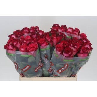 Freshy Rosa Nicoletta