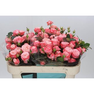 Freshy Hollandse Trosroos “First Date” | Kleur: Roze | Lengte ± 70 centimeter | Per 10 verse bloemen