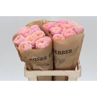 Freshy Grootbloemige Roos “Harper” | Kleur: Roze | Lengte ± 60 centimeter | Per 10 verse bloemen