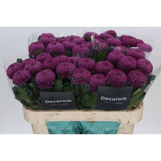 Freshy Chrysanthemum Chrysant Deco “Roxo” | Kleur: Paars | Lengte ± 70 centimeter | Per 20 stelen verse bloemen
