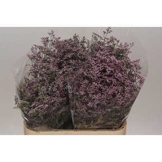 Freshy Limonium Safora “Oshi Pink” | Kleur: Paars | Lengte ± 80 centimeter | Per 25 stelen verse bloemen