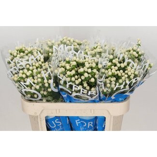 Freshy Hypericum “Coco Uno” | Kleur: Wit | Lengte ± 70 centimeter | Per 20 stelen verse bloemen