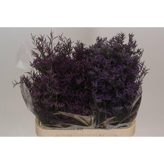 Freshy Limonium Safora “Dark Blue” | Kleur: Blauw | Lengte ± 80 centimeter | Per 25 stelen verse bloemen