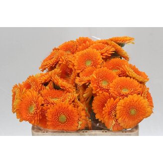 Freshy Germini Aqua Pomponi “Fanta” | Kleur: Oranje | Lengte ± 50 centimeter | Per 20 verse bloemen