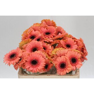 Freshy Germini Aqua “Dusty” | Kleur: Oranje | Lengte ± 50 centimeter | Per 20 verse bloemen