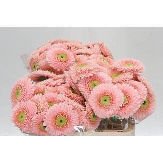 Freshy Germini Aqua Pomponi “Belfi” | Kleur: Roze | Lengte ± 50 centimeter | Per 20 verse bloemen