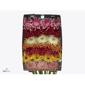 Freshy Gerbera Pasta Mix Gr Aqua | Kleur: Gemengde Kleuren | Lengte ± 50 centimeter | Per 15 verse bloemen