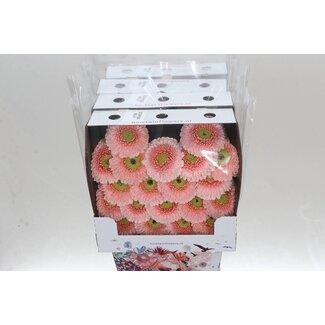 Freshy Gerbera Pomponi Belfi Mi Aqua | Kleur: Roze | Lengte ± 50 centimeter | Per 20 verse bloemen
