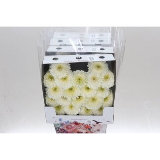 Freshy Gerbera Pomponi Blanco Mi Aqua | Kleur: Wit | Lengte ± 50 centimeter | Per 20 verse bloemen
