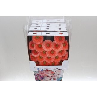 Freshy Gerbera Pomponi Jive Mi Aqua | Kleur: Roze | Lengte ± 50 centimeter | Per 20 verse bloemen