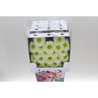 Freshy Gerbera Pomponi Kermit 2.0 Mi Aqua | Kleur: Groen | Lengte ± 50 centimeter | Per 20 verse bloemen