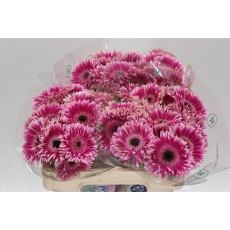 Freshy Gerbera Spider Mi Aqua “Cyta” | Kleur: Roze | Lengte ± 50 centimeter | Per 20 verse bloemen