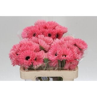 Freshy Gerbera Spider Mi Aqua “Spectacle” | Kleur: Roze | Lengte ± 50 centimeter | Per 20 verse bloemen