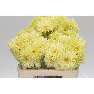 Freshy Gerbera Spider Mi Aqua “Moonlight” | Kleur: Geel | Lengte ± 50 centimeter | Per 20 verse bloemen