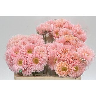 Freshy Gerbera Spider Mi Aqua “Honey” | Kleur: Roze | Lengte ± 50 centimeter | Per 20 verse bloemen