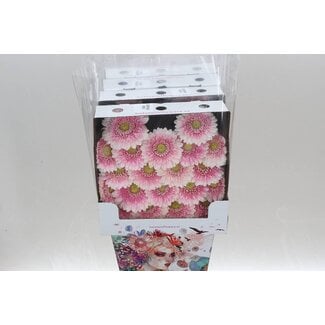 Freshy Gerbera Pomponi Noek Mi Aqua | Kleur: Roze | Lengte ± 50 centimeter | Per 20 verse bloemen