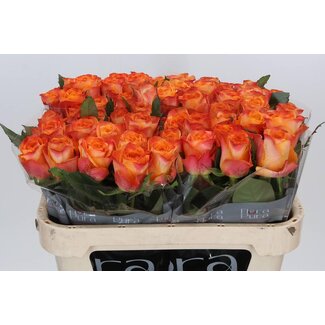 Freshy Grootbloemige Roos “Solarflare” | Kleur: Geel | Lengte ± 70 centimeter | Per 10 verse bloemen