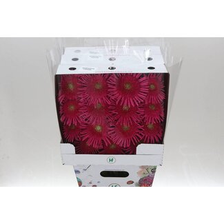 Freshy Gerbera Pasta Frivol Gr Aqua | Kleur: Roze | Lengte ± 50 centimeter | Per 15 verse bloemen