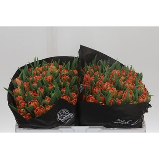 Freshy Dubbelbloemige Tulp “Valdivia” | Kleur: Oranje | Lengte ± 34 centimeter | Per 50 verse bloemen