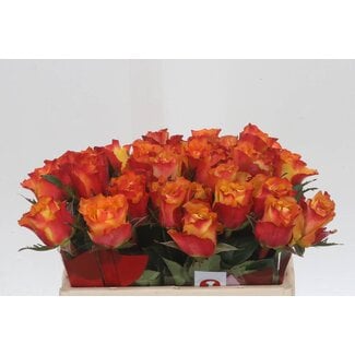 Freshy Grootbloemige Roos “Downtown” | Kleur: Geel | Lengte ± 35 centimeter | Per 20 verse bloemen