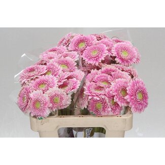 Freshy Germini Aqua Pomponi “Noek” | Kleur: Roze | Lengte ± 50 centimeter | Per 20 verse bloemen