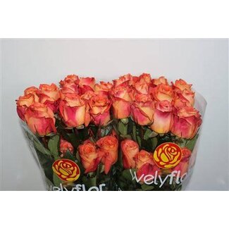 Freshy Grootbloemige Roos “Wild Spirit” | Kleur: Roze | Lengte ± 60 centimeter | Per 25 verse bloemen