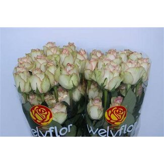 Freshy Grootbloemige Roos “Esperance” | Kleur: Roze | Herkomst Ecuador | Lengte ± 40 centimeter | Per 25 verse bloemen