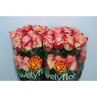 Freshy Grootbloemige Roos “Caberet” | Kleur: Wit Roze | Lengte ± 50 centimeter | Per 25 verse bloemen