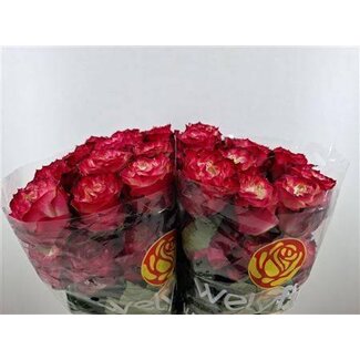 Freshy Grootbloemige Roos LL “Apple Jack” | Kleur: Rood | Lengte ± 50 centimeter | Per 25 verse bloemen