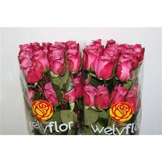 Freshy Grootbloemige Roos “Moody Blues” | Kleur: Paars | Lengte ± 70 centimeter | Per 25 verse bloemen