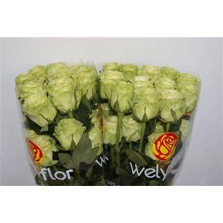 Freshy Grootbloemige Roos LL “Wasabi” | Kleur: Groen | Lengte ± 50 centimeter | Per 25 verse bloemen