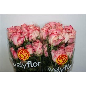 Freshy Grootbloemige Roos “Rosalyn” | Kleur: Roze | Lengte ± 40 centimeter | Per 25 verse bloemen