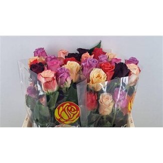 Freshy Grootbloemige Roos Mix | Kleur: Gemengde Kleuren | Lengte ± 40 centimeter | Per 25 verse bloemen