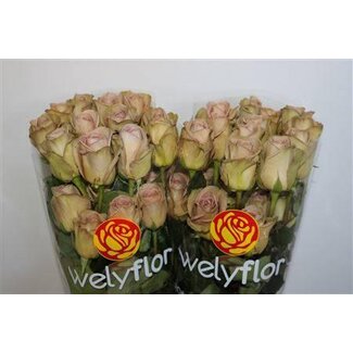 Freshy Grootbloemige Roos “Amnesia” | Kleur: Paars | Lengte ± 60 centimeter | Per 25 verse bloemen