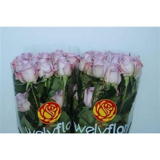 Freshy Grootbloemige Roos “Ocean Song” | Kleur: Paars | Herkomst Ecuador | Lengte ± 50 centimeter | Per 25 verse bloemen