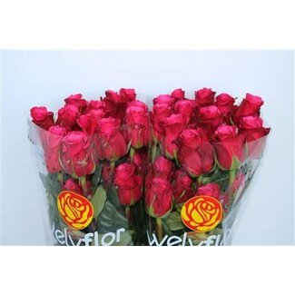Freshy Grootbloemige Roos “Cherry-o” | Kleur: Roze | Herkomst Ecuador | Lengte ± 40 centimeter | Per 25 verse bloemen