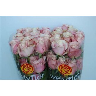Freshy Grootbloemige Roos “Secret Garden” | Kleur: Roze | Lengte ± 50 centimeter | Per 25 verse bloemen