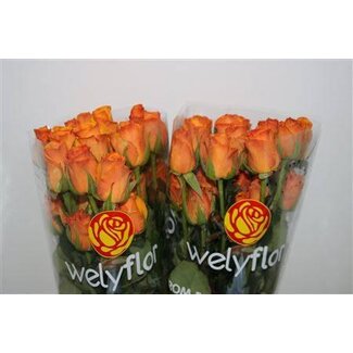 Freshy Grootbloemige Roos “Tycoon” | Kleur: Geel | Lengte ± 50 centimeter | Per 25 verse bloemen