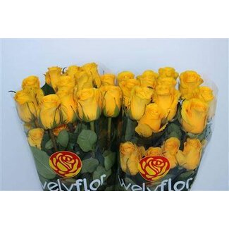 Freshy Grootbloemige Roos “Brighton” | Kleur: Geel | Lengte ± 40 centimeter | Per 25 verse bloemen