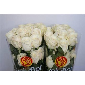 Freshy Grootbloemige Roos “Playa Blanca” | Kleur: Wit | Lengte ± 50 centimeter | Per 25 verse bloemen
