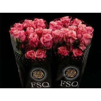 Freshy Grootbloemige Roos “Art Deco” | Kleur: Roze | Herkomst Ecuador | Lengte ± 40 centimeter | Per 20 verse bloemen