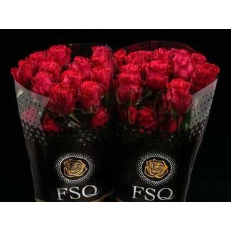 Freshy Grootbloemige Roos “Brave” | Kleur: Rood | Herkomst Ecuador | Lengte ± 50 centimeter | Per 20 verse bloemen