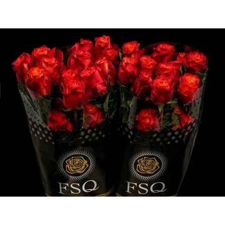 Freshy Grootbloemige Roos “Atomic” | Kleur: Rood | Herkomst Ecuador | Lengte ± 50 centimeter | Per 20 verse bloemen