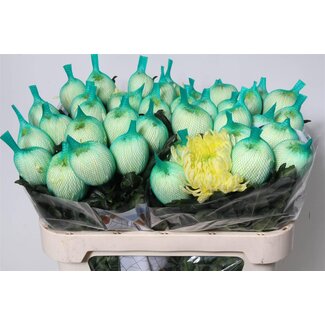 Freshy Chrysanthemum Chrysant Deco “Magnum Geel” | Kleur: Geel | Lengte ± 75 centimeter | Per 10 stelen verse bloemen