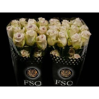 Freshy Grootbloemige Roos “Early Grey” | Kleur: Grijs | Herkomst Ecuador | Lengte ± 50 centimeter | Per 20 verse bloemen