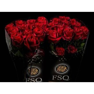 Freshy Grootbloemige Roos “Explorer” | Kleur: Rood | Herkomst Ecuador | Lengte ± 50 centimeter | Per 20 verse bloemen