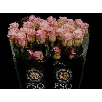 Freshy Grootbloemige Roos “Faith” | Kleur: Roze | Herkomst Ecuador | Lengte ± 40 centimeter | Per 20 verse bloemen