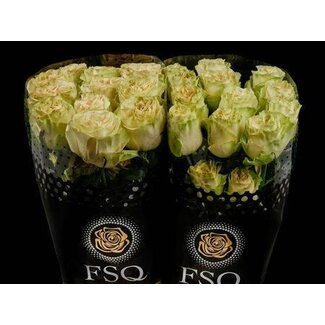 Freshy Grootbloemige Roos “Dynamic” | Kleur: Wit | Herkomst Ecuador | Lengte ± 50 centimeter | Per 20 verse bloemen