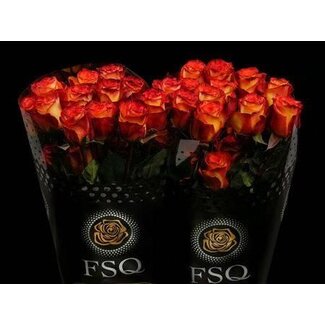 Freshy Grootbloemige Roos “High & Magic” | Kleur: Geel | Herkomst Ecuador | Lengte ± 50 centimeter | Per 20 verse bloemen